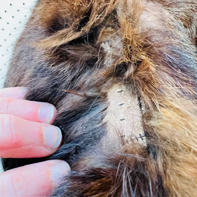 nz vintage / fur coat / possum? / s (3888149134559362836)