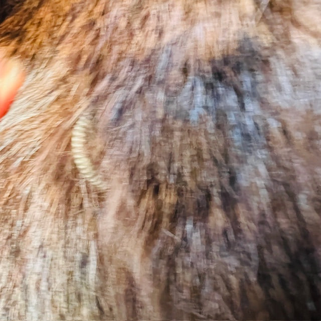 nz vintage / fur coat / possum? / s (3888149136224499707)